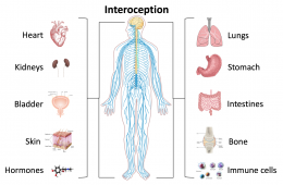 Interoception_and_the_body